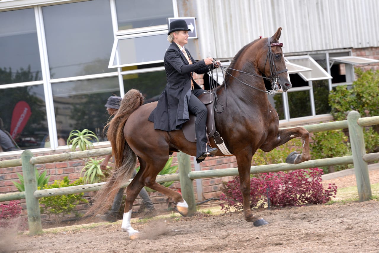 About Riversdale Horse Show
